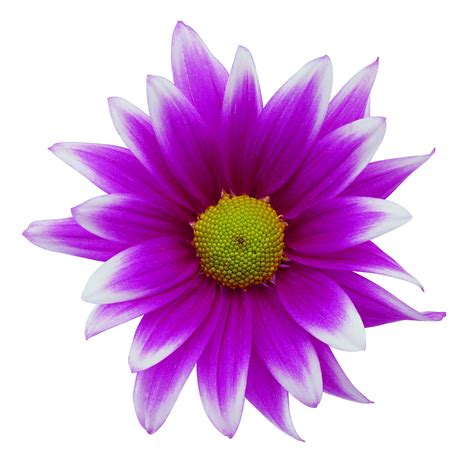 You can use our images for unlimited commercial purpose without asking permission. . Free clip art flower